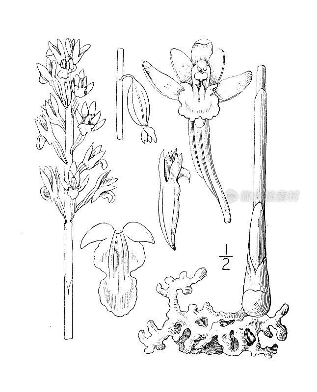 古植物学植物插图:Corallorhiza multiflora，大珊瑚根